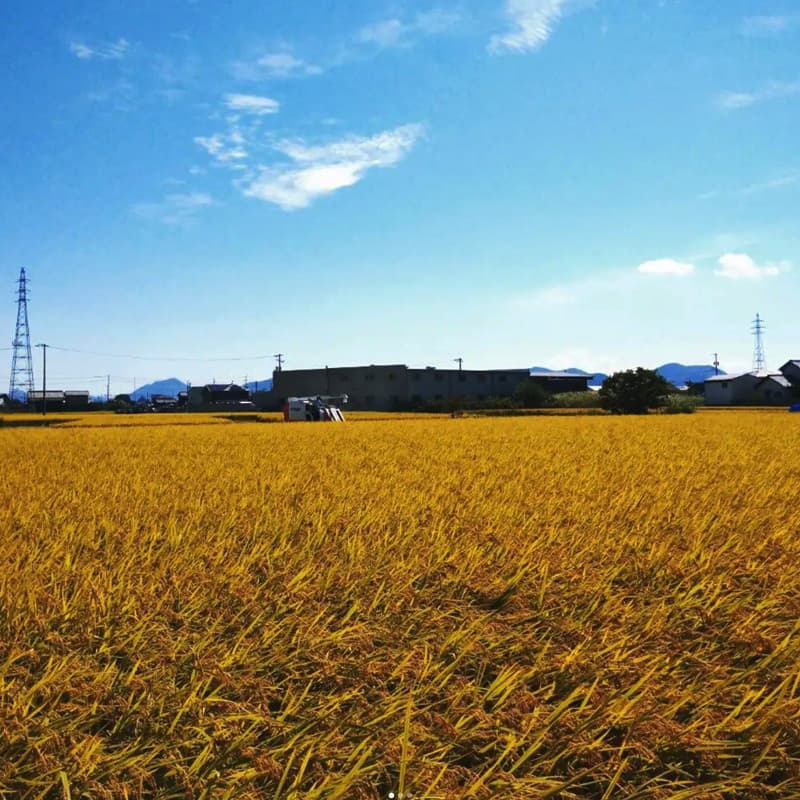 コアラファームの田園風景