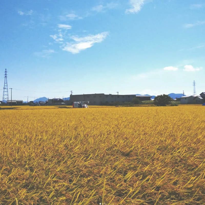 コアラファームの田園風景